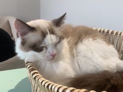 -怪兽屋·羊驼·猫咖·狗咖(俊华广场店)