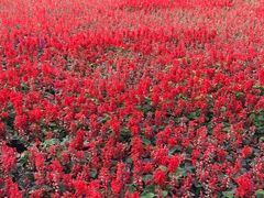 -上海市龙华烈士陵园