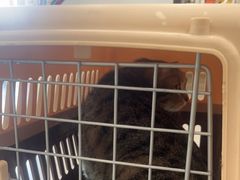 -艾贝尔宠物医院 ·中兽医·宠保定点(北门桥店)