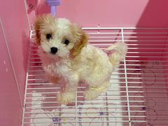 -翊宠yipet猫狗购宠庄园犬舍•猫舍