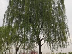 -洨河生态公园