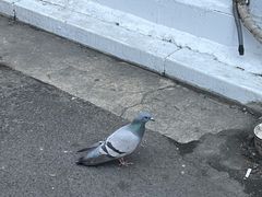 -神仙雪浓汤(明洞店)