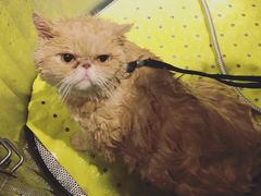 -PETKIT 小佩宠物·低压洗护·美容·寄养(安远店)