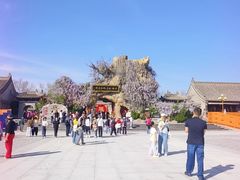 -大槐树寻根祭祖园