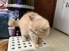 -芭比堂动物医院广州顽皮分院