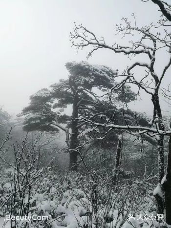 去的时候正好赶上黄山下雪，雪景真的好美好美