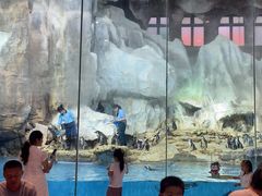 -帝企鹅自助餐厅•儿童岛•真企鹅(长隆企鹅酒店)