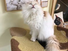 -猫和宫(六道口店)