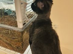 -70cat德文卷毛猫·缅因猫纯种猫舍