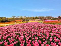 -洪湖湿地生态园