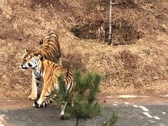 -青藏高原野生动物园