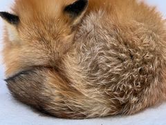 -宫城藏王狐狸村