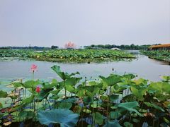 -白洋淀风景区