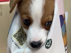 -美联众合动物医院(·中兽医·疑难杂症·严家桥分院)