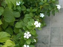 android_upload_pic-Sasa的海(蜈支洲岛后海店)