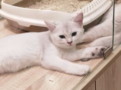 -BABIT巴比特宠物(MOMOPARK店)