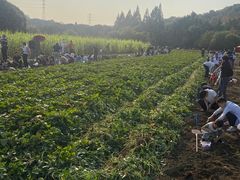 -八卦田遗址公园