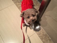 -天宠宠物医院24小时·急重症诊疗中心·全科·腔镜特色(和平分院)