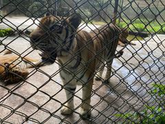 -海南热带野生动植物园