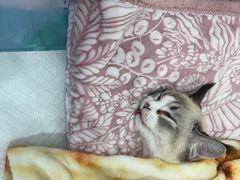 -达爱动物医院·犬猫分区·CT·复杂眼科(远洋山水分院)