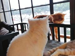 -more than meow吴止猫主题餐厅(承德 中船汇店)