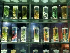 -广东中医药博物馆