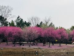 -武汉园博园(武汉自然博物馆)