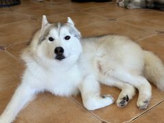 -Let's go狗咖·猫咖·奶狗·桌游(春熙路IFS店)