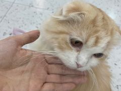 -喵园·猫主题咖啡厅·撸猫·猫咖(国贸店)