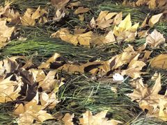 -白塘生态植物园