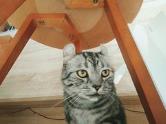 -藏猫猫咖啡主题馆(中央大道店)