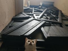 -猫色咖啡·猫咖