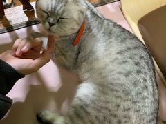 -李小姐の猫咖啡馆(五角场店)