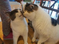 -Cappucimeow猫咪咖啡馆(韦伯时代店)