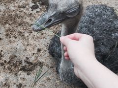 -瑞穗牧场