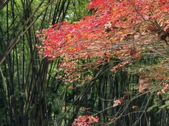 -望江楼公园