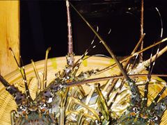 -广州花园酒店-凌璇阁360度高空海鲜自助餐CAROUSEL