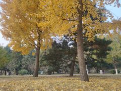 -莲花池公园