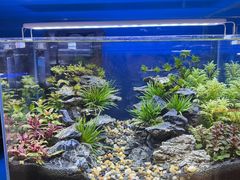 -青石桥花鸟鱼虫市场(叠翠城店)