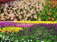 -上海鲜花港