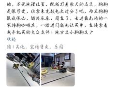 -逗柴咖啡屋·狗咖猫咖宠物桌游