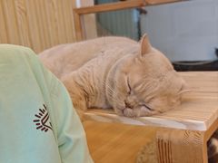 -Catmate·猫肥家润(金润铂宫店)
