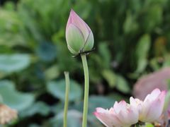 -厦门园林博览苑