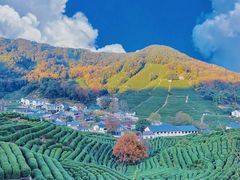 -野蔓果·山野菜(西湖景区·龙井茶田店)