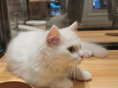 -袖虎·猫馆(体育西路店)