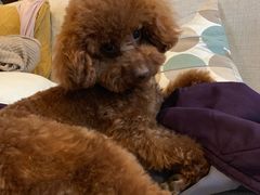 -PETKIT 小佩宠物·低压洗护·美容·寄养(安远店)