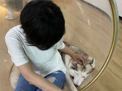 -Husky Go! 哈士奇体验馆·宠物咖啡厅狗咖