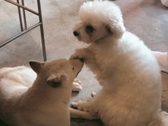 -more than meow吴止猫主题餐厅(承德 中船汇店)