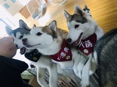 -Husky Go! 哈士奇体验馆·宠物咖啡厅狗咖