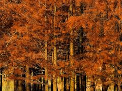 -白鹭湾湿地公园